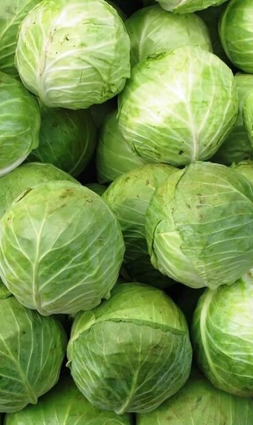 капуста оптом