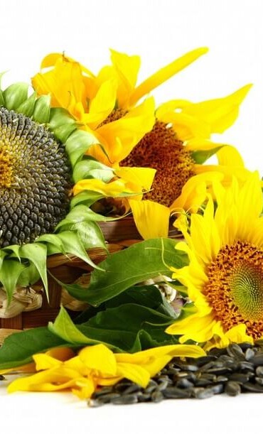 подсолнечник масличный оптом